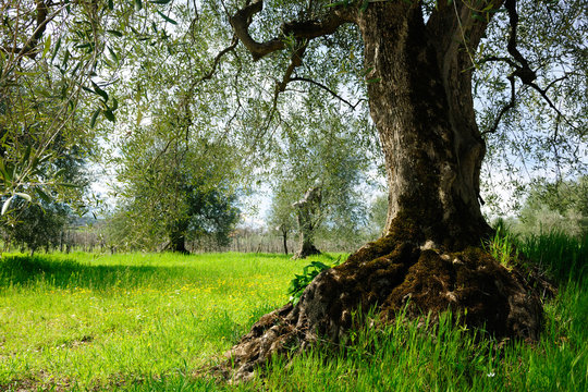 Ancient Olive Tree in Tuscany landscape