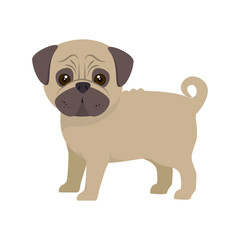 pug breed dog canine pet animal. puppy cartoon. vector illustration