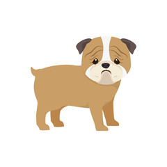 pug breed dog canine pet animal. puppy cartoon. vector illustration