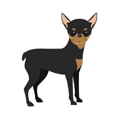 pinscher dog breed canine pet animal. puppy cartoon. vector illustration