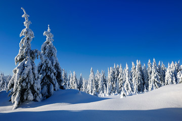 Winter Landscape, Spruce Tree Forest Covered by Snow, bright sunshine, blue sky, Harz National Park, Germany