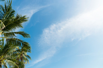 palm tree with clouds and blue sky and copyspace area