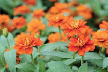 Oranger flowers in the garden, selective focus