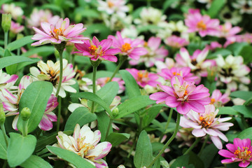 Fototapeta premium pink flowers background