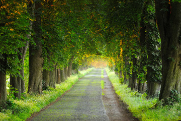 Cobblestone Road, Avenue of Chestnut Trees illuminated by the Sun 