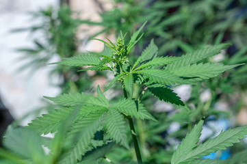 cannabis male plant flowering