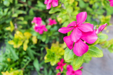Fototapeta premium pink flower with blur background