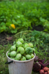 Fresh harvesting tomatoes