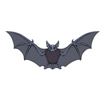 evil bat front cartoon isolated vector illustration