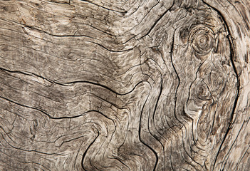 Fototapeta premium Holzmaserung