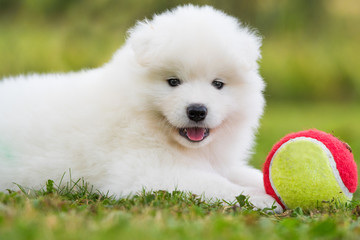 Welpe mit Ball