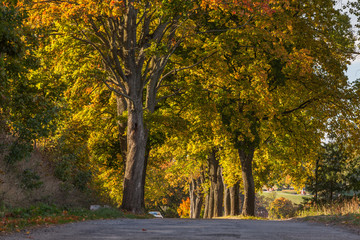 Beautiful romantic autumn alley colorful trees and sunlight

