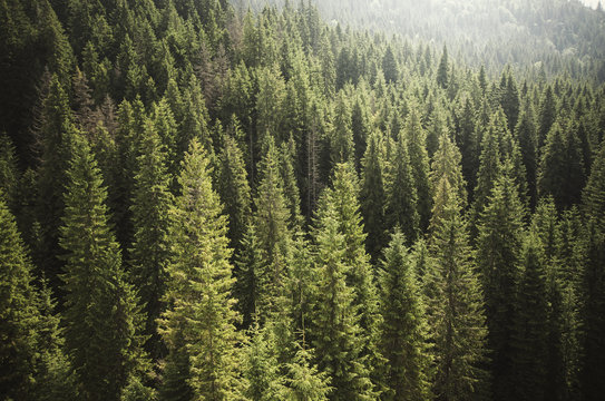 Fototapeta pine tree forest from above