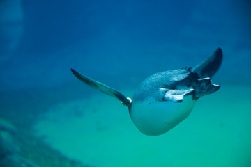 Pingwin pod wodą