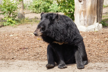 Czarny niedźwiedź - obrazy, fototapety, plakaty