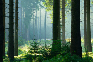 Natural Forest of Spruce Trees illuminated by Sunbeams through Fog, Harz National Park, Germany