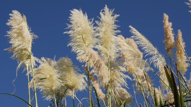 Relaxing zen scene pampa grass inflorescences against blue sky slow motion 1920X1080 HD video - Cortaderia selloana flowering and decorative plants slow moving on the wind slow-mo 1080p FullHD 