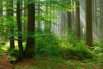 Natural Forest of Spruce and Beech Trees illuminated by Sunbeams through Fog