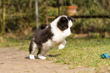 Obraz premium Hund Border Collie Welpe beim Spielen, Welpenerziehung