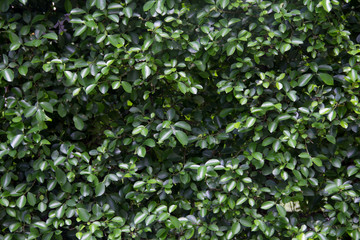 green leave for background