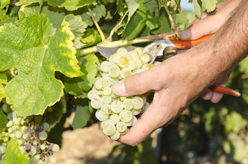Naklejka na ściany i meble harvester picking grapes