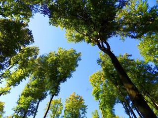 Fototapeta premium High deciduous trees in deciduous forest and blue sky