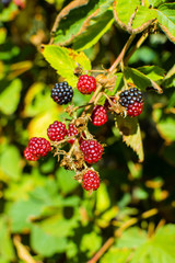 Blackberries ripening on the branch.