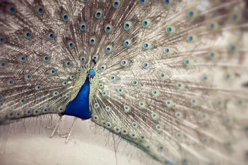 Fotobehang Peacock © bartsadowski
