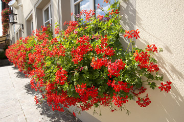 Fototapeta na wymiar Red Geranium planter at yellow painted house