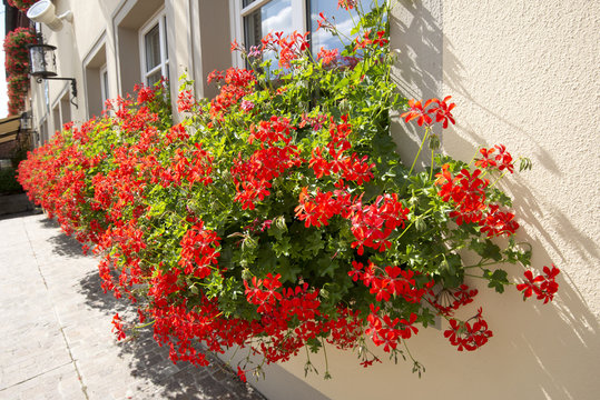 Red Geranium planter at yellow painted house