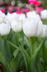 Fototapeta na wymiar White tulip flower in the garden