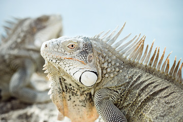 Iguanas