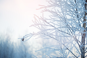 Winter nature background. Winter landscape. Winter scene. Frozen