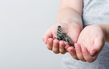 A butterfly of silkmoth in a child's hands - Lymantria dispar. Selective focus