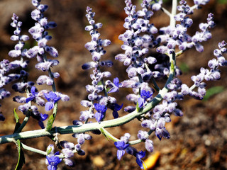 Perovskia atriplicifolia 'Blue Spire' - Russian sage