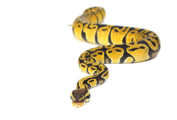 Obraz premium ball python on white background