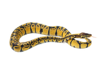 Obraz premium ball python on white background