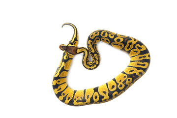 ball python on white background