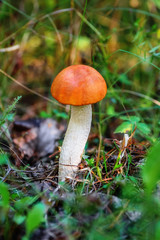 Mushroom leccinum aurantiacum