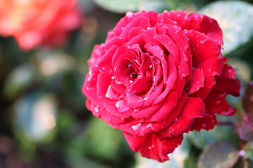 scarlet rose bud drop