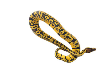ball python on white background