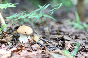 boletus mushroom drop of water
