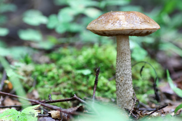 boletus mushroom drop of water