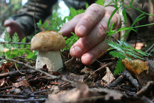 boletus mushroom drop of water