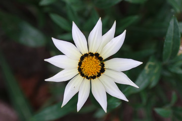 flower top petal