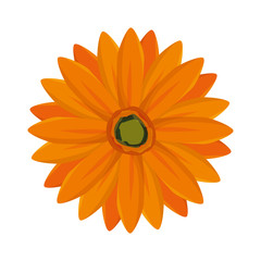 yellow floral blossom. nature beauty flower. vector illustration