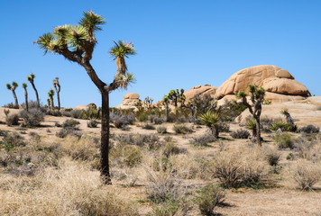 Joshua Tree National Park