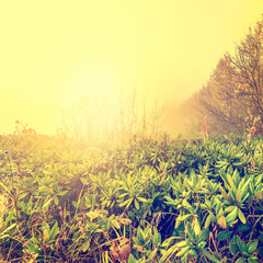 Early autumn morning on the top of the mountain.