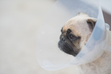 Pug dog while wearing Elizabethan collar in the shape of a cone for protection .