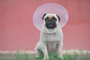 Fototapeta premium Pug dog while wearing Elizabethan collar in the shape of a cone for protection .
